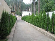 Посадка деревьев (крупномеров) и кустарников Минск